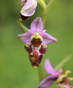 La belle histoire du mouton et de l’orchidée / Balade naturaliste