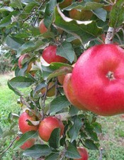 Verger traditionnel & haie fruitières