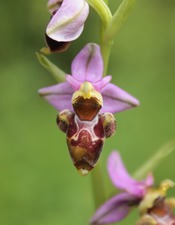 La belle histoire du mouton et de l’orchidée / Balade naturaliste