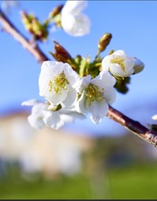 Plantes&Cie-5avril-Art de la greffe