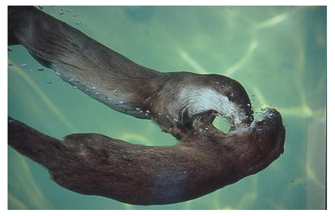 Parc Animalier de Gramat 22 - Gramat