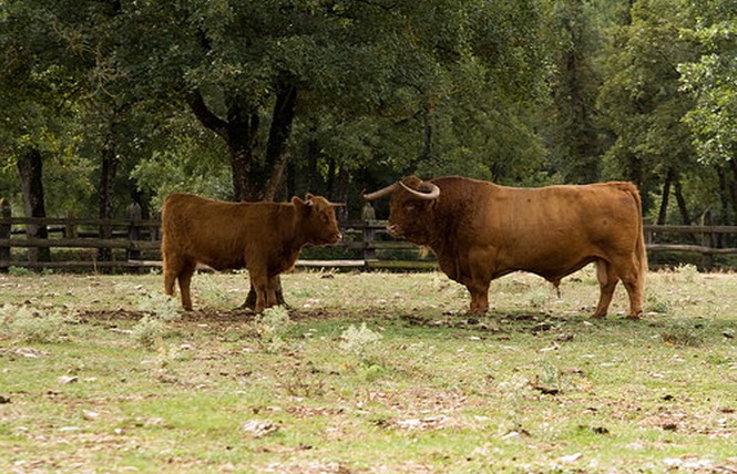 Parc Animalier de Gramat 23 - Gramat
