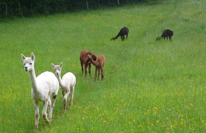 Alpagas du Quercy 7 - Frayssinet