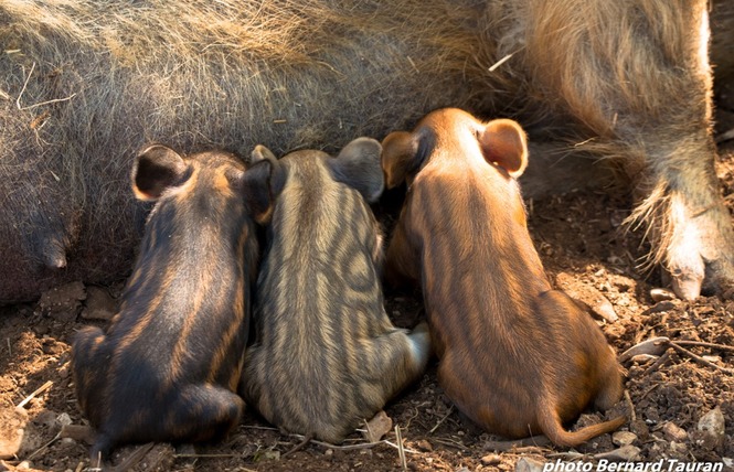 Parc Animalier de Gramat 10 - Gramat
