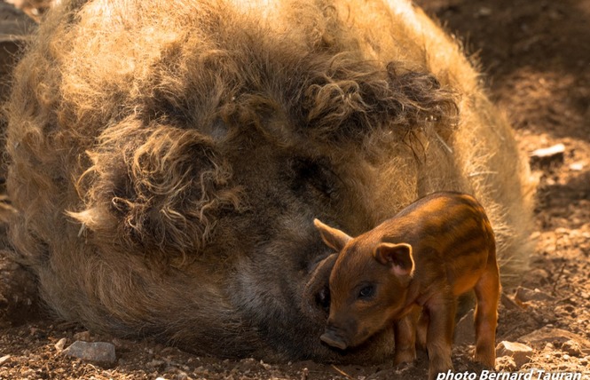 Parc Animalier de Gramat 11 - Gramat