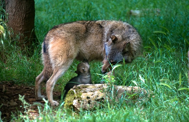 Parc Animalier de Gramat 1 - Gramat