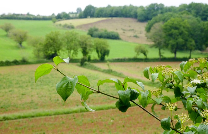 Boucle des Châtaigneraies du Causse 13 - Les Pechs du Vers