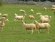 Entre Pechs et Combels 1 - Ginouillac