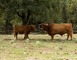 Parc Animalier de Gramat 23 - Gramat