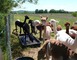 Alpagas du Quercy 8 - Frayssinet
