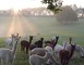 Alpagas du Quercy 1 - Frayssinet