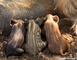 Parc Animalier de Gramat 10 - Gramat
