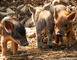 Parc Animalier de Gramat 9 - Gramat
