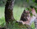 Parc Animalier de Gramat 2 - Gramat