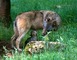 Parc Animalier de Gramat 1 - Gramat