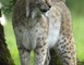 Parc Animalier de Gramat 13 - Gramat
