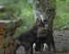 Parc Animalier de Gramat 19 - Gramat